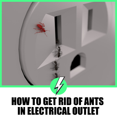 How To Get Rid Of Ants In Electrical Outlet