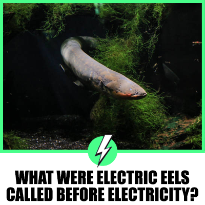 What Were Electric Eels Called Before Electricity? A Dive into the Evolution and Naming of These Fascinating Creatures