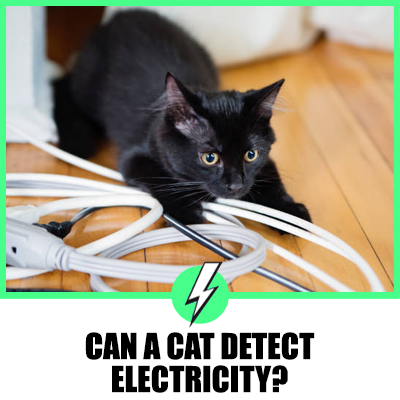 Can A Cat Detect Electricity? A Comprehensive Guide for UK and US Audiences